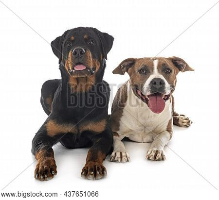 American Staffordshire Terrier And Rottweiler In Front Of White Background