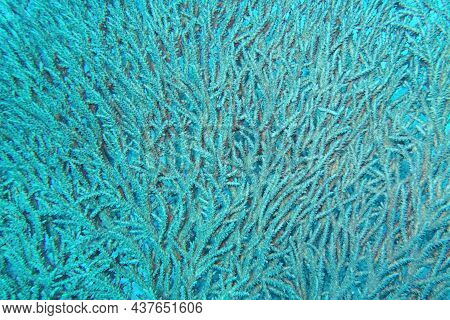 Organic Texture Of The Stony Hard Coral  Acropora Pharaonis (table Coral)
