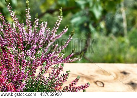 Close Up Of Pink Calluna Vulgaris Flowers. Common Heather, Simply Heather Or Erica On Nature Backgro