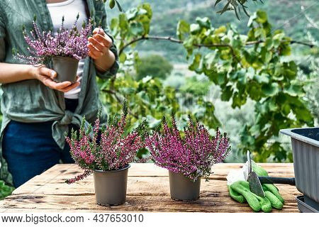 Woman Planting Calluna Vulgaris, Common Heather, Simply Heather And Erica In A Pot On Wooden Table I