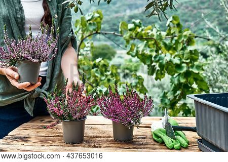 Woman Planting Calluna Vulgaris, Common Heather, Simply Heather And Erica In A Pot On Wooden Table I