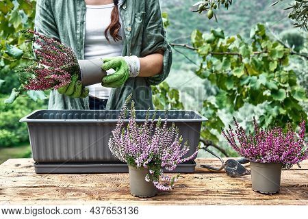 Woman Planting Calluna Vulgaris, Common Heather, Simply Heather And Erica In A Pot On Wooden Table I