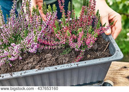 Hands Planting Calluna Vulgaris, Common Heather, Simply Heather And Erica In A Pot On Wooden Table I