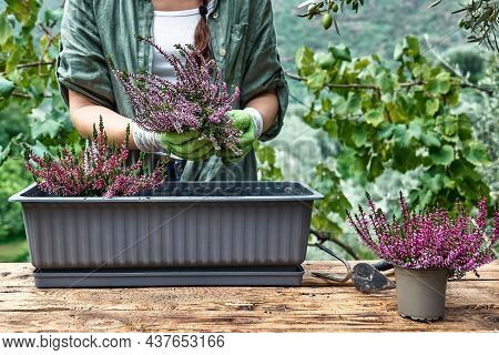 Woman Planting Calluna Vulgaris, Common Heather, Simply Heather And Erica In A Pot On Wooden Table I