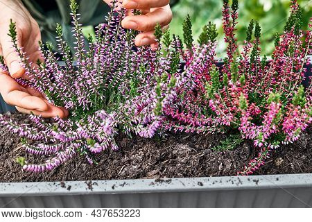 Hands Planting Calluna Vulgaris, Common Heather, Simply Heather And Erica In A Pot On Wooden Table I