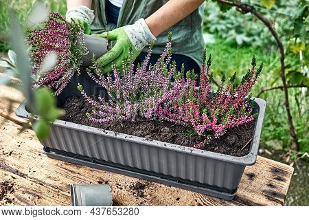 Woman Planting Calluna Vulgaris, Common Heather, Simply Heather And Erica In A Pot On Wooden Table I