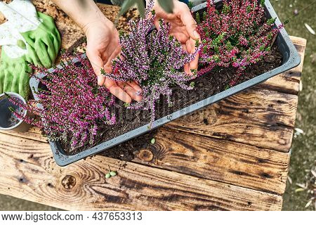 Hands Planting Calluna Vulgaris, Common Heather, Simply Heather And Erica In A Pot On Wooden Table I