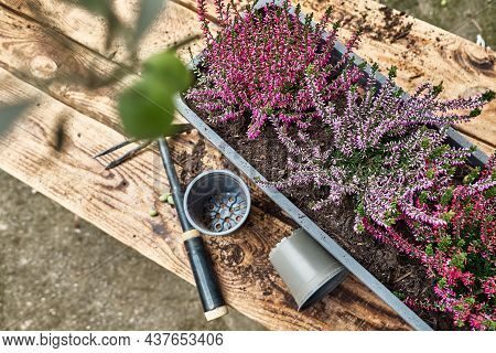 Balcony Pot With Different Various Of Calluna Vulgaris, Common Heather, Simply Heather Or Erica On W