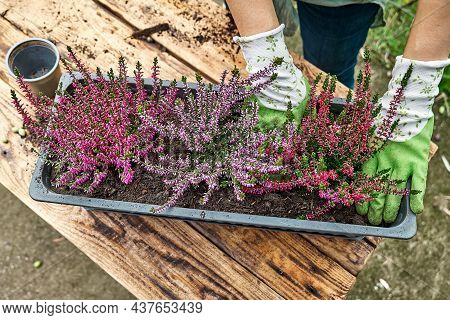 Hands Planting Calluna Vulgaris, Common Heather, Simply Heather And Erica In A Pot On Wooden Table I
