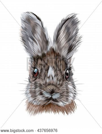 Rabbit Head Portrait, Hare From Multicolored Paints. Splash Of Watercolor, Colored Drawing, Realisti