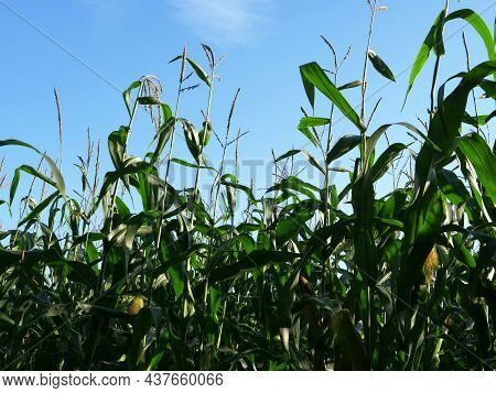 Sweetcorn Crop Ready For Harvest Grows On Farmland Plantation