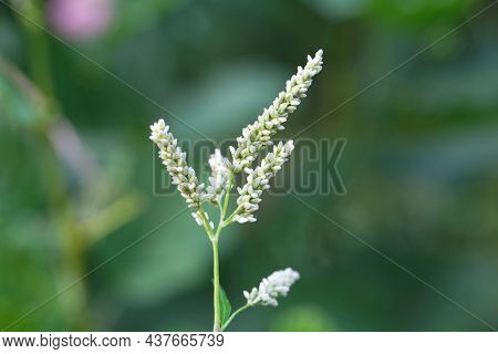Flower Of A False Waterpepper, Persicaria Hydropiperoides
