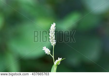 Flower Of A False Waterpepper, Persicaria Hydropiperoides