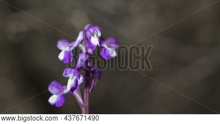 Beautiful Wild Rare Orchid Anacamptis Morio Subsp. Champagneuxii. Valverde De Leganes, Extremadura, 