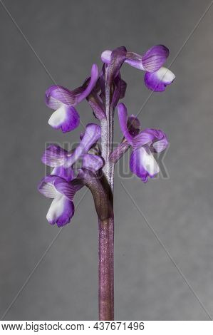 Beautiful Wild Rare Orchid Anacamptis Morio Subsp. Champagneuxii. Valverde De Leganes, Extremadura, 