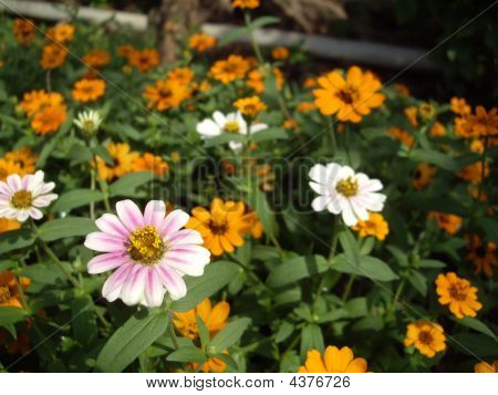 Flowerinsuanthonpark_03