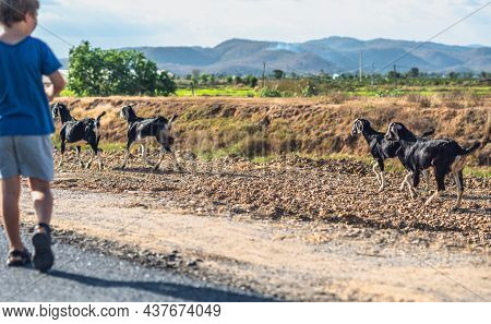 E Little Boy Back View Look Far Away Want Try Catch Goats Move Run. Healthy Simple Active Life Style