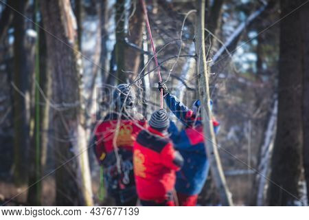Process Of Felling The Trees, Team Of Professional Lumberjack Woodcutter Cutting And Felling The Big