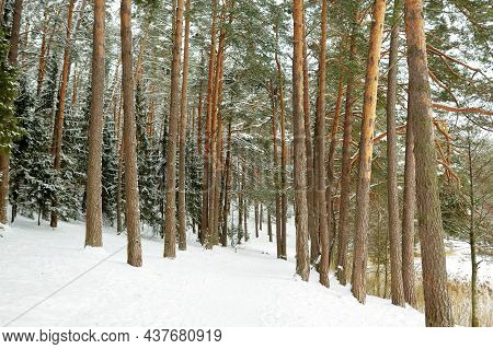 Beautiful View Of Ice Covered Balzis Lake. Snowy Pine Forests Surrounding A Small Lake. Winter Lands