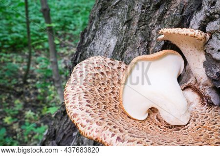 Wood Fungi Polyporus Squamosus Grow In The Forest. Three Young Mushrooms With Spotted Caps, Top View