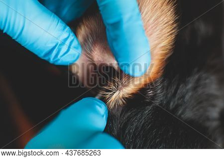 Process Of Cleaning Dog Ear, Vet Cleans Dog Ears With Cotton Swab, Small Breed Dog Ear Examination C