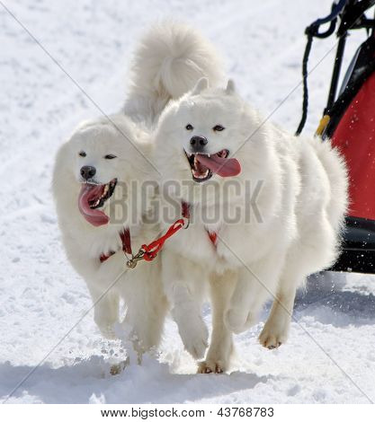 ทีมสุนัขลากเลื่อน Samoyed ที่ทำงาน