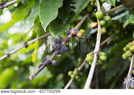 Arabica Coffee Berries With Agriculturist Handsrobusta And Arabica Coffee Berries With Agriculturist