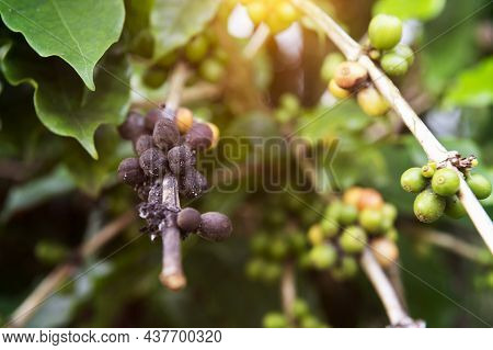 Arabica Coffee Berries With Agriculturist Handsrobusta And Arabica Coffee Berries With Agriculturist