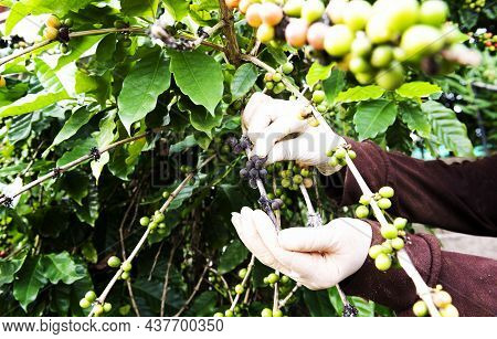 Arabica Coffee Berries With Agriculturist Handsrobusta And Arabica Coffee Berries With Agriculturist