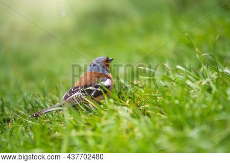 Common Chaffinch Sits On A Green Lawn In Spring. Beautiful Songbird Common Chaffinch In Wildlife. Th