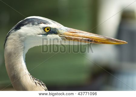 Kanadareiher (Ardea Herodias)