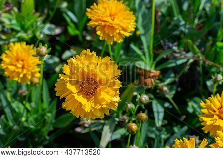 Coreopsis, Lenok, Or Parisian Beauty Is A Flowering Herb Of The Asteraceae Family. Bright Yellow Flo