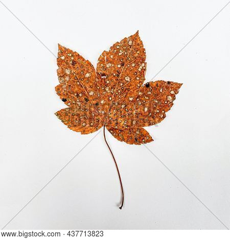 Close up of Norway maple leave full of fungi Sawadaea species 