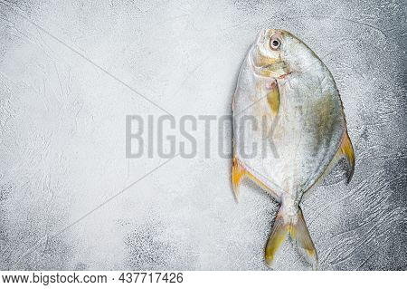 Fresh Raw Fish Pompano On Kitchen Table. White Background. Top View. Copy Space