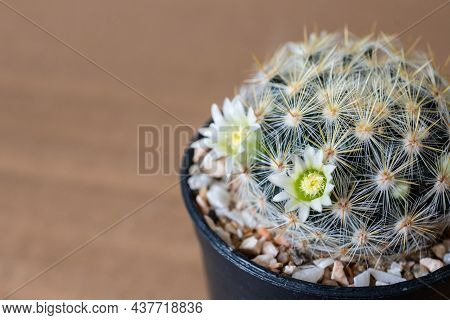 A Cute Cactus Named 