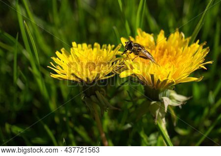 Dandelion Or Also Called Pusteblume, In Yellow Fabrohen Colors. There Are Them Everywhere And Also I