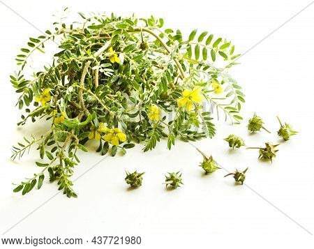 Tribulus Terrestris On White