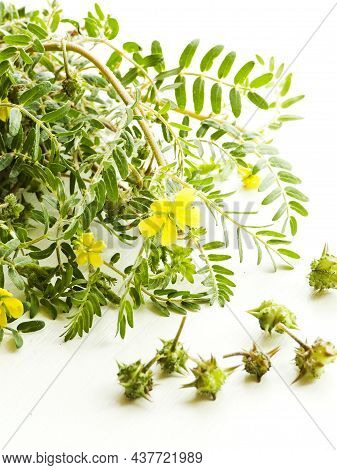 Tribulus Terrestris On White