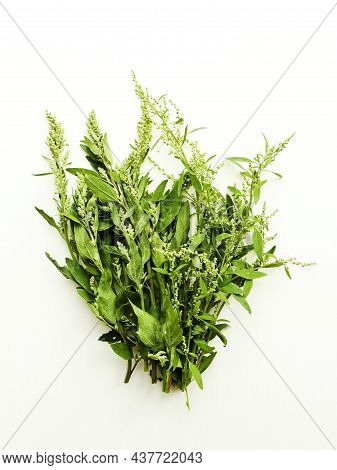 Atriplex Saltbush Orache Herb Seeds