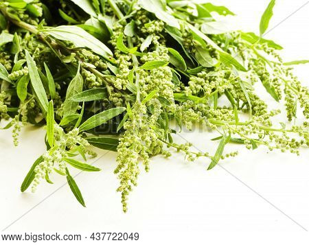 Atriplex Saltbush Orache Herb Seeds