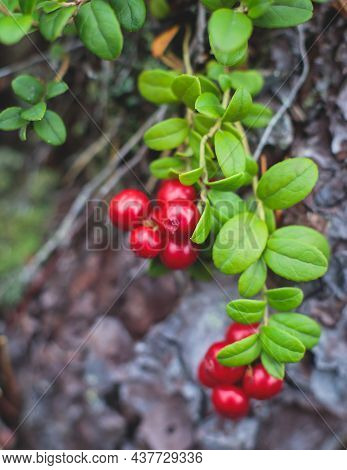 Process Of Collecting And Picking Berries In The Forest Of Northern Sweden, Lapland, Norrbotten, Nea
