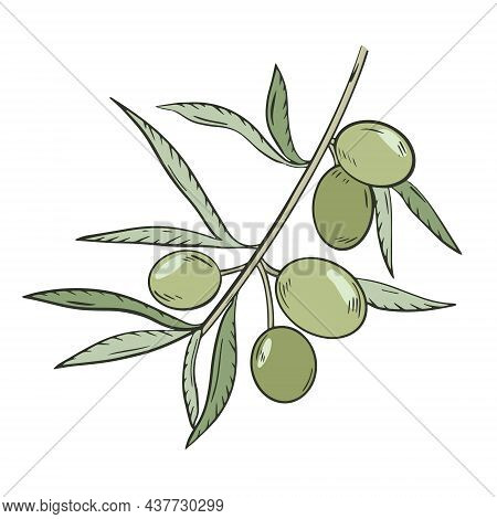 Sprig With Olives And Leaves, Vector Illustration. Oilseed Agricultural Crop. Olive Twig, Hand Engra