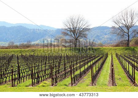 Silver Oak Vineyards