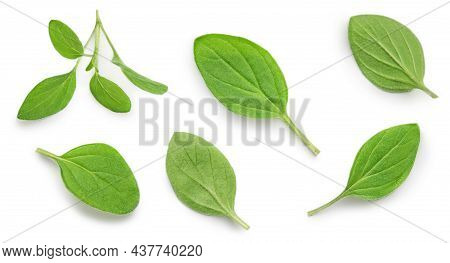 Oregano Or Marjoram Leaves Isolated On White Background. Pattern. Fresh Oregano Spice Top View. Flat
