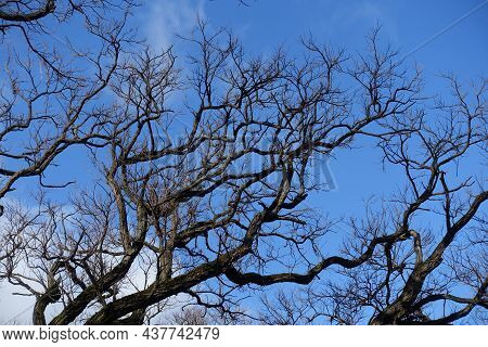 Naked Branches Of Black Locust Against Blue Sky In February