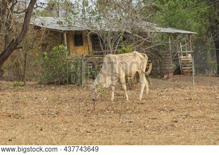 Nellore Cow Grazing At Sunset In Countryside Of Brazil, Old House In The Background. Nelore Is A Bre