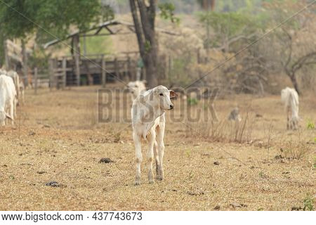Front View Of Nellore Calf In A Farm Pasture In The Countryside Of Brazil. Nellore Is A Breed Widely