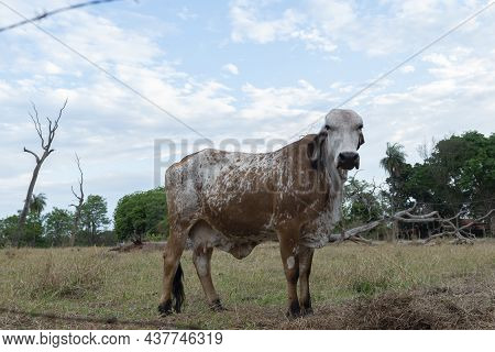 Gir Cow In A Beautiful Brachiaria Pasture In The Countryside Of Brazil. Brazil Is One Of The Biggest