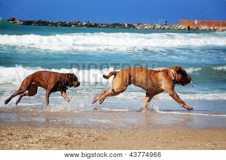Köpek kovalamaca