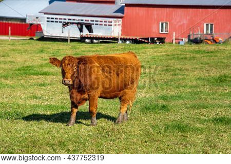 Pretty Cows In A Quebec Farm In The Canadian Coutryside